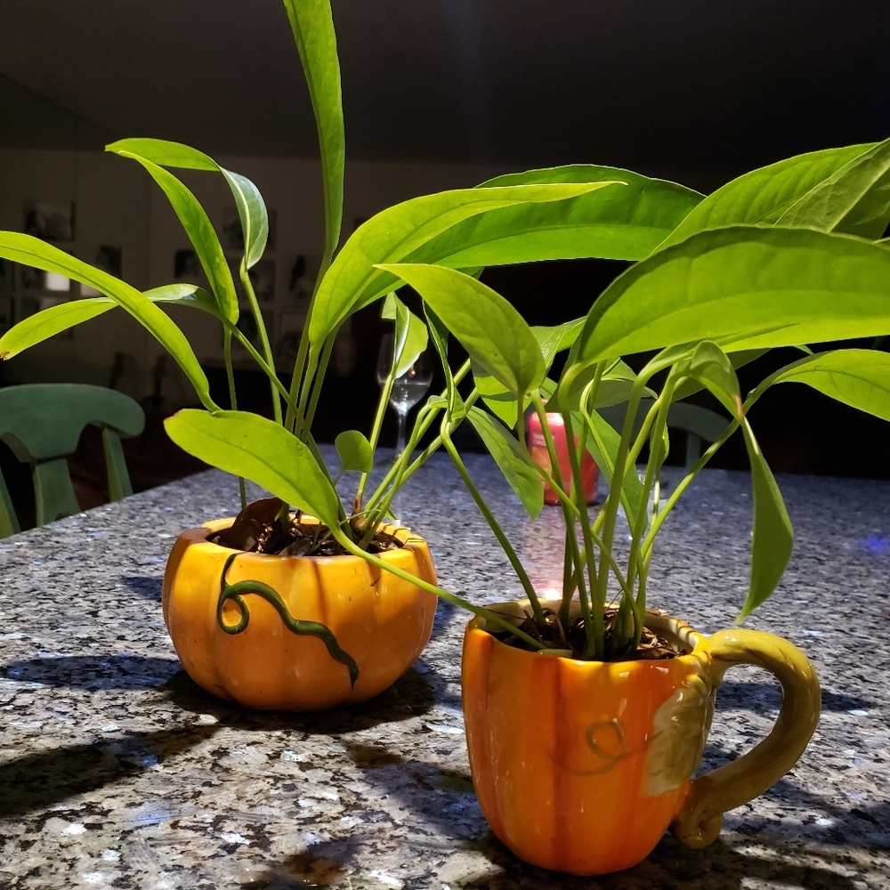 Pumpkin Plant Pots (Fall Decor - Planters)